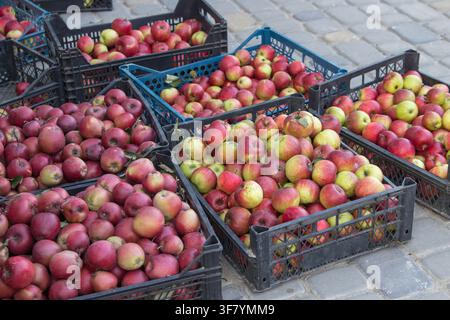 collected red apples in black boxes on the pavers Stock Photo