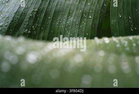 Rain Drops on Tropical Banana Leaves with Soft Natural Bokeh Stock Photo