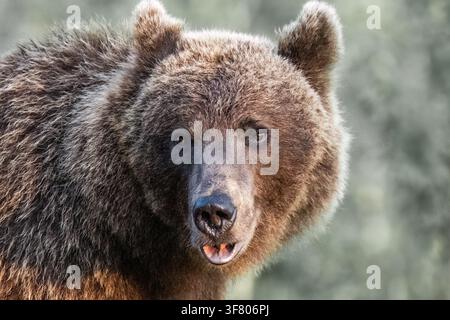 Curious brown bear looking directly at the camera Stock Photo