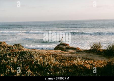 Seagull perched on cliff watching ocean waves Stock Photo