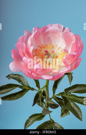 Single blooming pink peony against a blue background Stock Photo