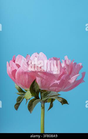 Pink peony flower blooming against a solid blue background Stock Photo