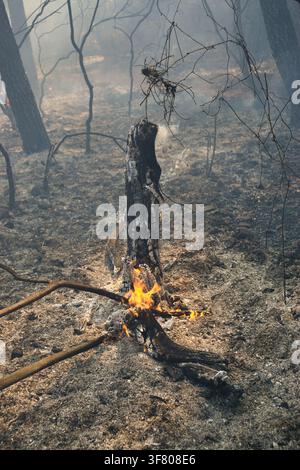 Burnt tree stump smoldering after forest fire Stock Photo