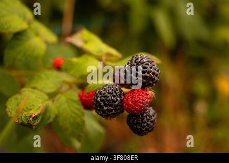 Fresh black and red raspberries growing on bush Stock Photo