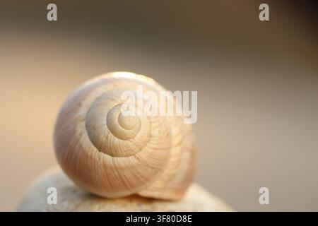 Snail Shell Spiral Close Up Resting on Stone Ledge Stock Photo