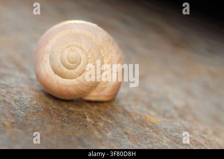 Macro View of Snail Shell Spiral Resting on Stone Surface Stock Photo