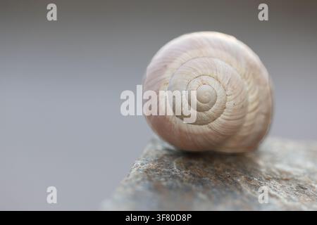 Snail Shell Spiral Close Up Resting on Stone Ledge Stock Photo