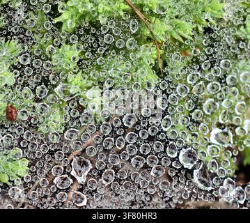 Water droplets trapped in a spider web among green plants Stock Photo