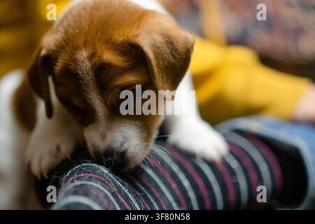 A small dog resting on the owner lap in closeup with calm peaceful comfort at home. Puppy sitting and relaxing on knees with trusting serene content in a cozy room with natural light. Stock Photo