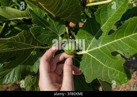 Hand Supporting a Green Fig Growing on a Fig Tree Stock Photo