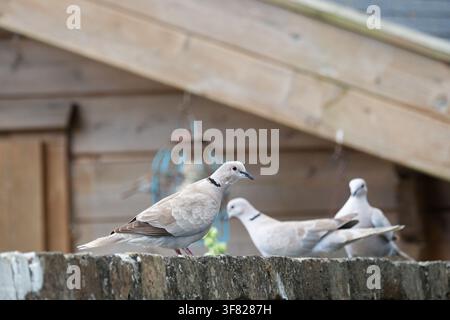 Collared Doves sitting on a garden wall in the UK in August 2026 Stock Photo