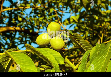Three green unripe walnuts are seen on a tree branch. Lush green leaves surround the nuts against a backdrop of clear blue sky. The scene shows nature Stock Photo