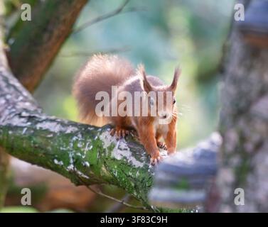 Red squirrel Sciurus vulgaris, facing camera, resting on tree branch. October. Stock Photo