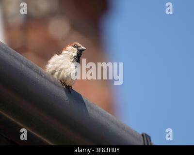 House sparrow Passer domesticus, male perched on house roof gutter. May. Stock Photo
