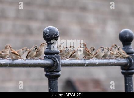 House sparrow Passer domesticus, flock perched on steel railings. September. Stock Photo