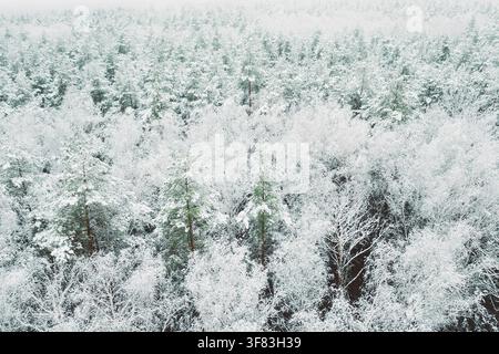 Aerial view of snow pine coniferous forest in landscape in winter. Top view from attitude. Drone view of european woods at wintertime. Beautiful Stock Photo