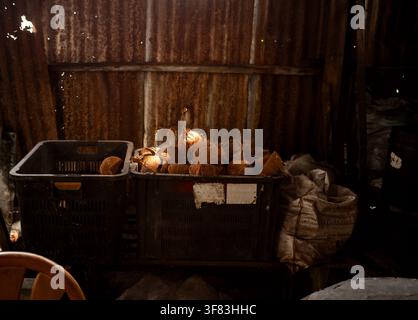 Sunlit Coconut Shells Stored in Plastic Crates Inside Rustic Zinc Shed Stock Photo