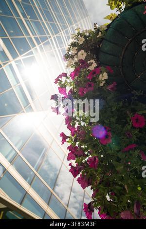 Vibrant petunias in a hanging basket soften the sleek, reflective glass facade of a modern urban office tower, enhancing city aesthetics. Stock Photo