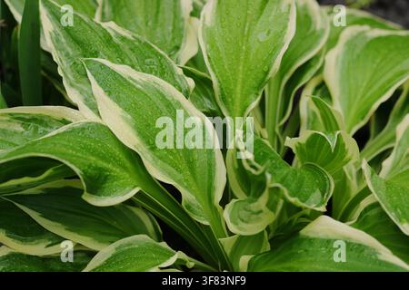 Close-up of variegated hosta plant foliage with raindrops Stock Photo