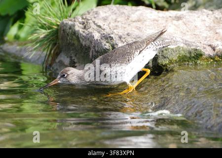 Lesser Yellowlegs shorebird foraging for food in shallow water near rocks Stock Photo