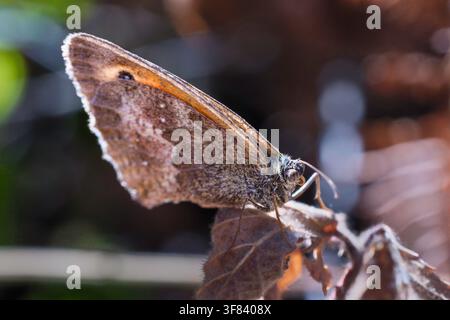 Gatekeeper butterfly (Pyronia tithonus), UK Stock Photo