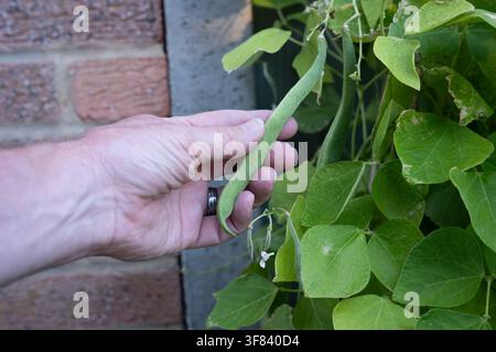 close up of persons hand holding a runner bean to check growth Stock Photo