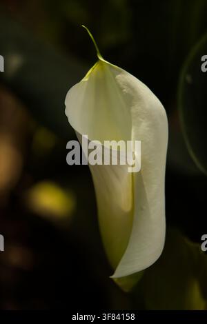 White Arum Lily Zantedeschia aethiopica on Dark Background 16836 Stock Photo