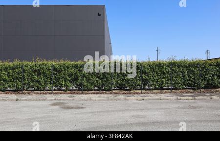 Hedge alongside a galvanized  wire mesh fence with dark gray industrial building on behind, sidewalk and street in front. Background for copy space. Stock Photo
