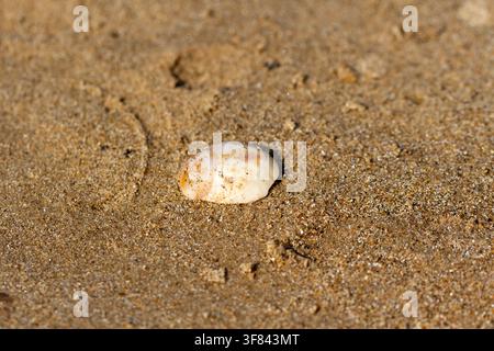 Closeup of a seashell on a sandy beach Stock Photo