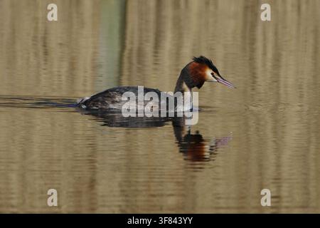 Great crested grebe (Podiceps cristatus) swimming on the calm water surface with reflections Stock Photo