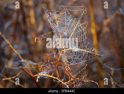 Close up view of a spider web adorned with dew drops on a misty morning in Richmond Park Stock Photo