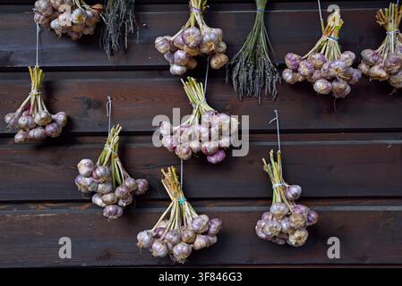 Garlic bunches drying on a wooden wall in Iwkowa village, Poland, showcasing local agricultural practices Stock Photo