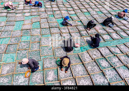 Workers gather anchovies on drying racks in Tuy An, Phu Yen Province, Vietnam during the harvest season Stock Photo