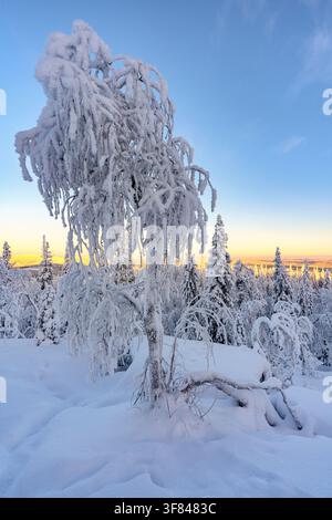 Bent icy trees stand in snowy forest under morning light in Lapland, Finland Stock Photo