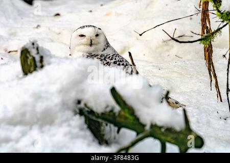 Snowy owl rests in snow-covered landscape during winter in Finland Stock Photo