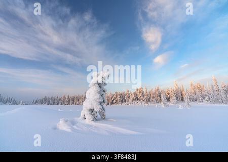 Isolated frozen spruce tree stands in snow-covered landscape with blue sky in Lapland, Finland Stock Photo