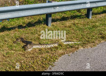 A large burmese python in the grass on the side of the road in the Florida Everglades. This is an invasive species. Stock Photo