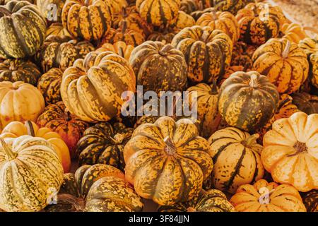 Close up background of various small striped and speckled orange green pumpkins piled together for autumn harvest exhibition or Thanksgiving decor con Stock Photo