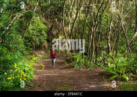 Woman hiker looking up at mossy laurel trees while walking a forest trail lined with yellow Ranunculus cortusifolius in Teno, Tenerife Stock Photo