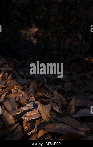 Dry autumn leaves on a woodland floor illuminated by warm sunlight and surrounded by deep shadow, creating natural texture and seasonal atmosphere wit Stock Photo