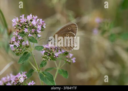 brown forest butterfly (aphantopus hyperantus) perching on a green leaf, found in Steigerwald in Bavaria, Germany Stock Photo