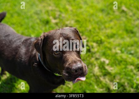 Playful brown chocolate lab dog licking nose with funny facial expression standing on a bright sunny lawn during summer day outdoors Stock Photo