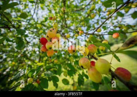 Ripe red and yellow wild crab apples hanging in clusters on tree branches during late summer harvest season in an orchard Stock Photo