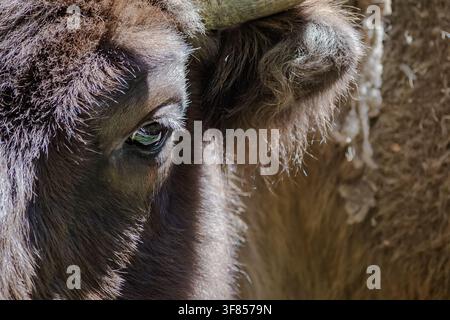 Powerful close-up of the eye and textured fur of an artiodactyl. Extremely close-up of a wildlife portrait. Focus on the expressive eye. Stock Photo
