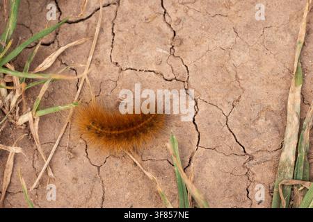 Ruby Tiger Phragmatobia fuliginosa,top side view of a fully grown caterpillar moving over dried ground,Nottinghamshire,UK,June Stock Photo
