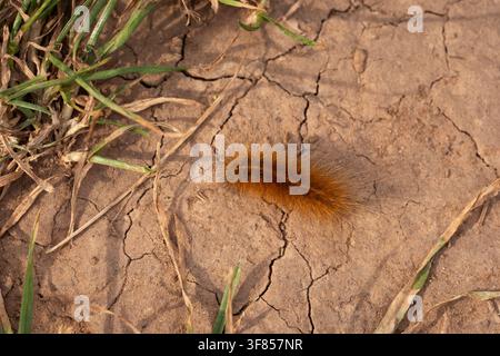 Ruby Tiger Phragmatobia fuliginosa,top side view of a fully grown caterpillar moving over dried ground,Nottinghamshire,UK,June Stock Photo
