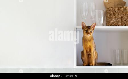 Ginger adorable Abyssinian cat sits on a white shelf on the kitchen in the morning with copyspace. Purebred kitten look in camera Stock Photo