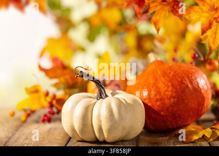 Close view of white and orange pumpkins on wooden table with colorful autumn foliage for Thanksgiving harvest scene Stock Photo