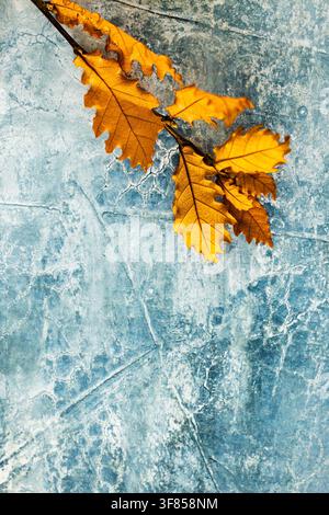 Golden oak leaves hanging from top corner over blue textured autumn background with generous copy space Stock Photo