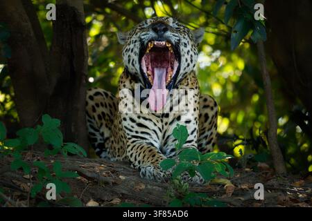 Jaguar, American jaguar (Panthera onca) yawning, wide open mouth showing teeth and tongue, wearing GPS tracking collar for conservation research, Pant Stock Photo
